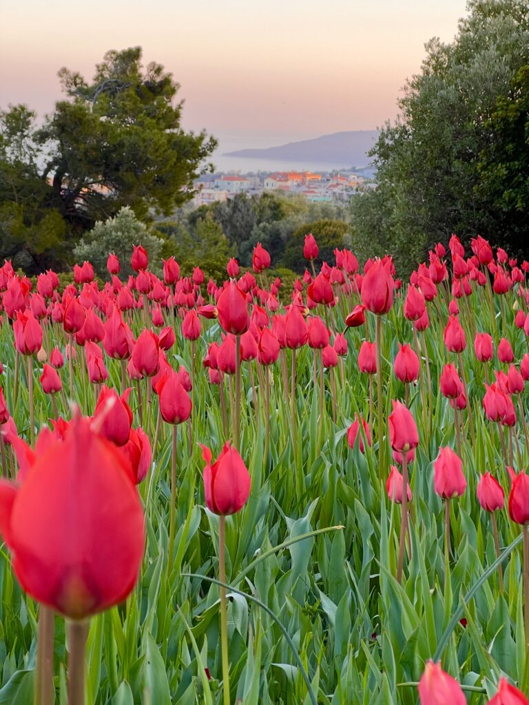 Wild Tulips